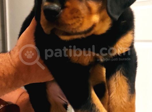 Orijinal Sütten Yeni Kesilmiş Rottweiler görsel