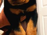 Orijinal Sütten Yeni Kesilmiş Rottweiler