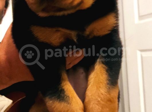 Orijinal Sütten Yeni Kesilmiş Rottweiler