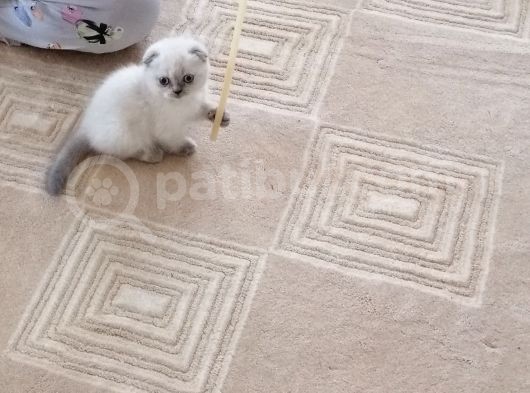 50 Günlük Bebeğimiz Lokummmm