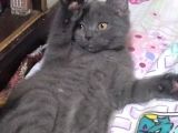 4 Aylık British Shorthair