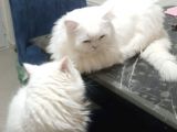 Muhteşem Chincilla Yavrular