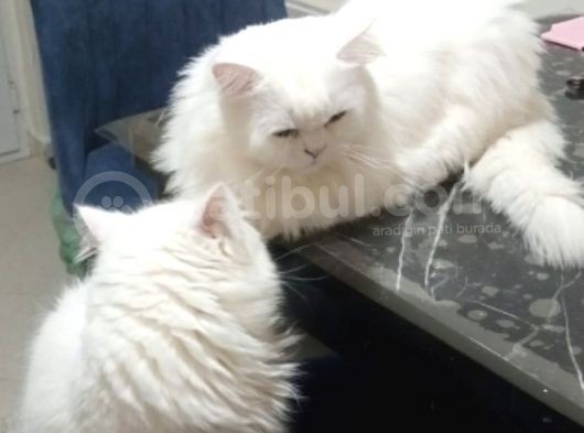 Muhteşem Chincilla Yavrular görsel