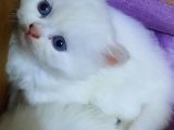 Muhteşem Chincilla Yavrular