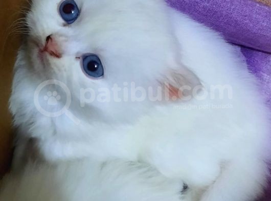 Muhteşem Chincilla Yavrular görsel