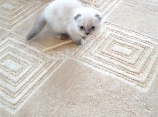 50 Günlük Bebeğimiz Lokummmm görsel