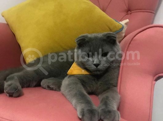 Uysal Kucak Deli̇si̇ görsel