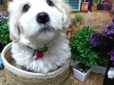 Muazzam Güzelli̇kte  Beyaz Malti̇poo Yavrularimiz