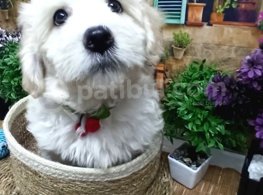Muazzam Güzelli̇kte  Beyaz Malti̇poo Yavrularimiz görsel