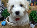 Muazzam Güzelli̇kte  Beyaz Malti̇poo Yavrularimiz