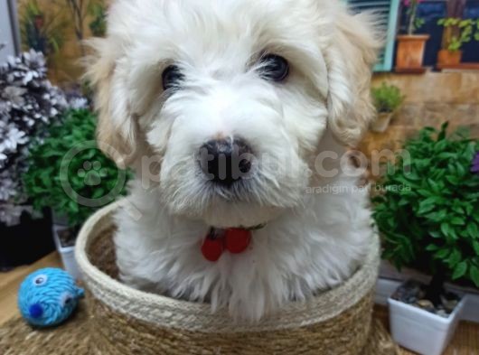 Muazzam Güzelli̇kte  Beyaz Malti̇poo Yavrularimiz görsel
