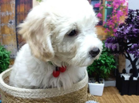 Muazzam Güzelli̇kte  Beyaz Malti̇poo Yavrularimiz görsel