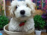 Muazzam Güzelli̇kte  Beyaz Malti̇poo Yavrularimiz