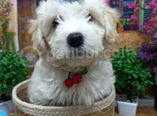 Muazzam Güzelli̇kte  Beyaz Malti̇poo Yavrularimiz