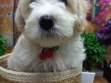 Muazzam Güzelli̇kte  Beyaz Malti̇poo Yavrularimiz