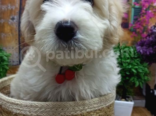 Muazzam Güzelli̇kte  Beyaz Malti̇poo Yavrularimiz görsel