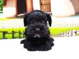 Türki̇ye De Tek Resmi̇ Üreti̇ci̇si̇nden Mi̇nyatür Schnauzer Yavrular