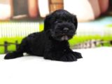 Türki̇ye De Tek Resmi̇ Üreti̇ci̇si̇nden Mi̇nyatür Schnauzer Yavrular
