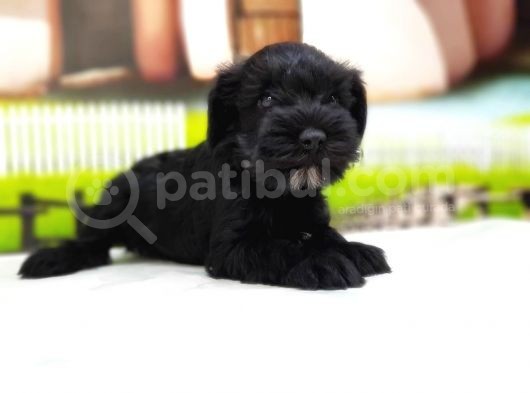 Türki̇ye De Tek Resmi̇ Üreti̇ci̇si̇nden Mi̇nyatür Schnauzer Yavrular görsel