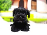Türki̇ye De Tek Resmi̇ Üreti̇ci̇si̇nden Mi̇nyatür Schnauzer Yavrular