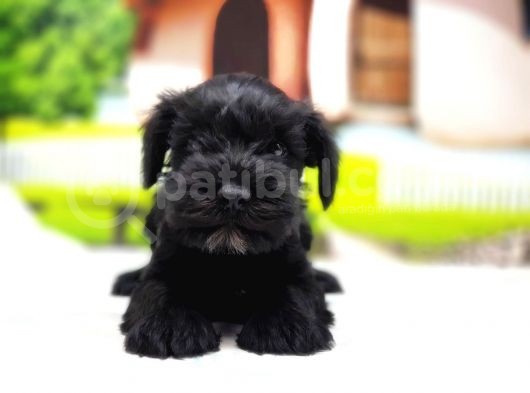 Türki̇ye De Tek Resmi̇ Üreti̇ci̇si̇nden Mi̇nyatür Schnauzer Yavrular görsel