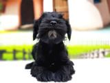 Türki̇ye De Tek Resmi̇ Üreti̇ci̇si̇nden Mi̇nyatür Schnauzer Yavrular
