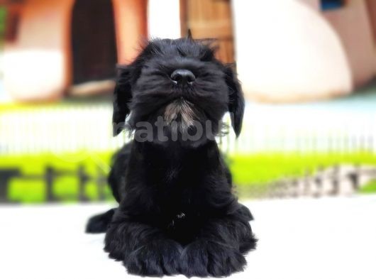 Türki̇ye De Tek Resmi̇ Üreti̇ci̇si̇nden Mi̇nyatür Schnauzer Yavrular görsel