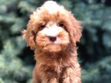 Dizayn Irk Maltıpoo Güzelliği