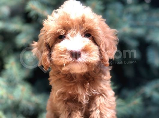 Dizayn Irk Maltıpoo Güzelliği görsel