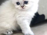 Beyaz Prens
