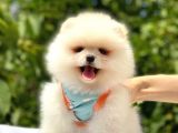 Pomeranian Boo Teddy Face Erkek Yavrumuz