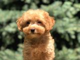 Poodle Görselinde Maltıpoo