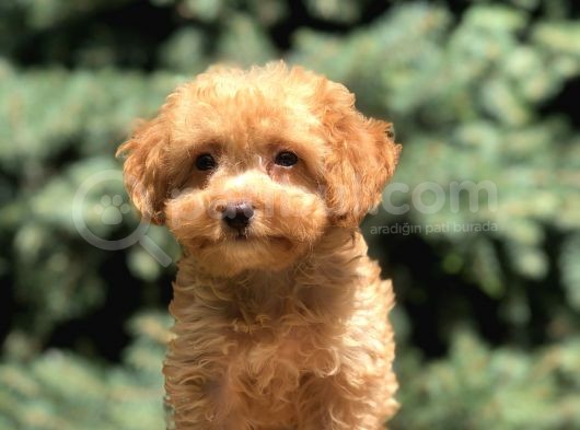 Poodle Görselinde Maltıpoo görsel