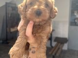 Red Brown Maltipoo Bebeğim