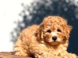Tedyface Toy Poodle