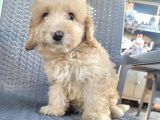 Maltipoo Yavrularimiz