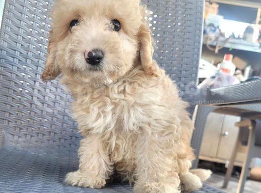 Maltipoo Yavrularimiz
