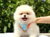 Pomeranian Boo Teddy Face Erkek Yavrumuz