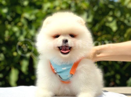 Pomeranian Boo Teddy Face Erkek Yavrumuz görsel