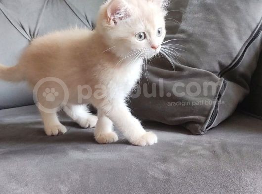 Çikolata Golden Dişi