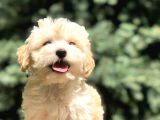 Orjinal Maltıpoo