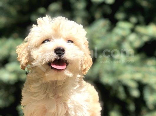 Orjinal Maltıpoo
