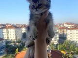Uygun British Shorthair