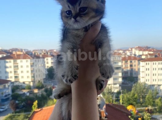 Uygun British Shorthair görsel
