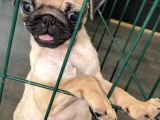 Pug Mops 0 Burun Gül Kuyruk