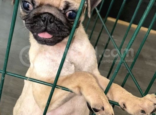 Pug Mops 0 Burun Gül Kuyruk görsel