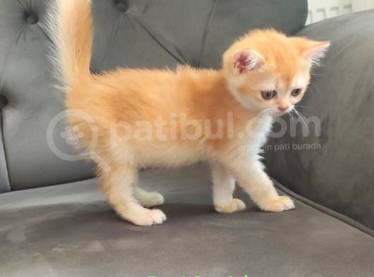 Çikolata Golden Dişi görsel