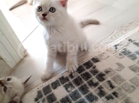 British Blue Point Scotish Fold görsel