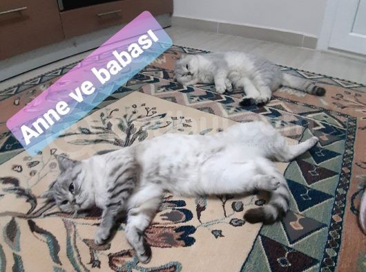 Sevimli Bir Minnak görsel