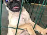 Pug Mops 0 Burun Gül Kuyruk